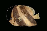 藏品(白吻雙帶立旗鯛)的圖片